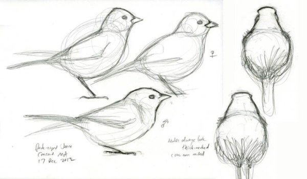 Амонг АС раскрашивать