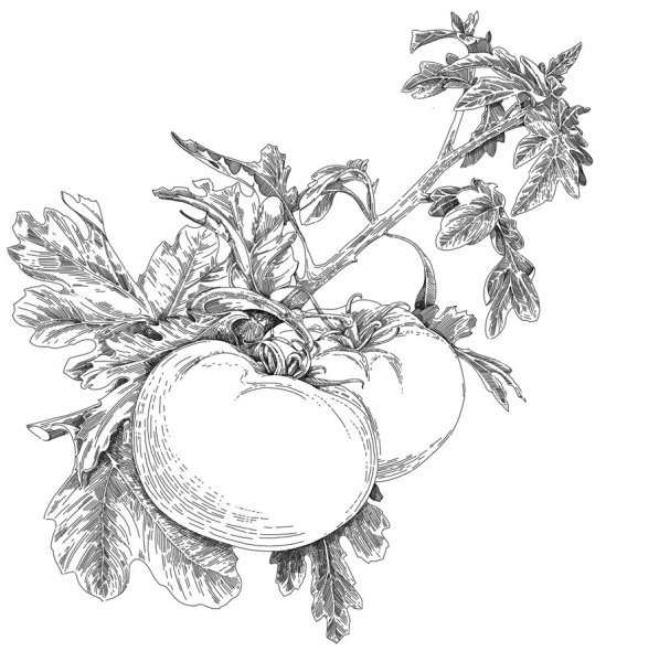 Томат карандашом