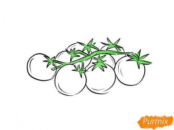 Помидор срисовать