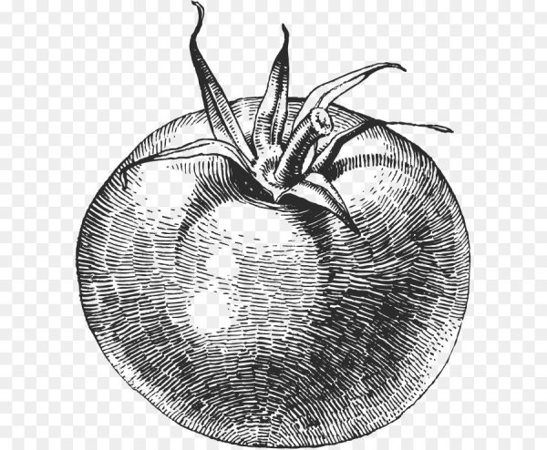 Томат рисунок карандашом