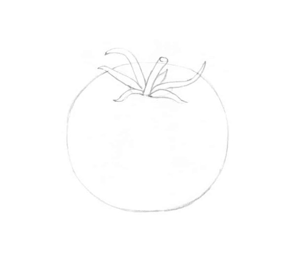 Поэтапное рисование помидора