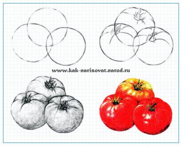 Раскраска овощи помидор