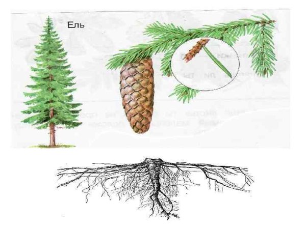Ель обыкновенная хвоинки рисунок