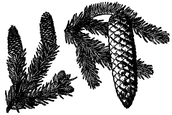 Ель европейская Фармакогнозия