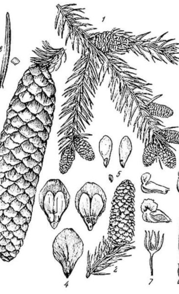 Ель Аянская строение шишки