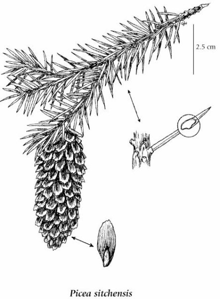 Picea canadensis шишки рисунок