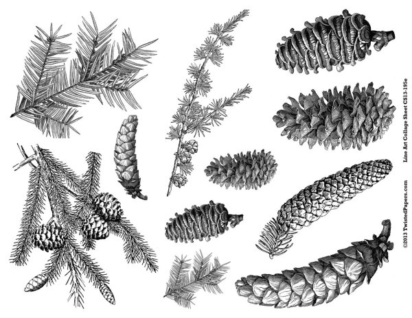 Ель обыкновенная рисунок