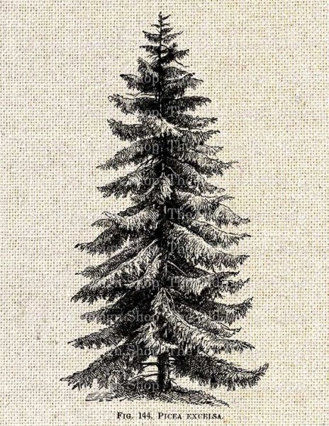 Ель набросок