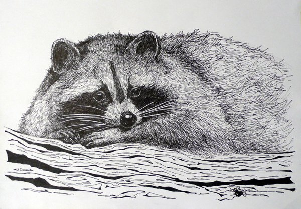 Зарисовки енота