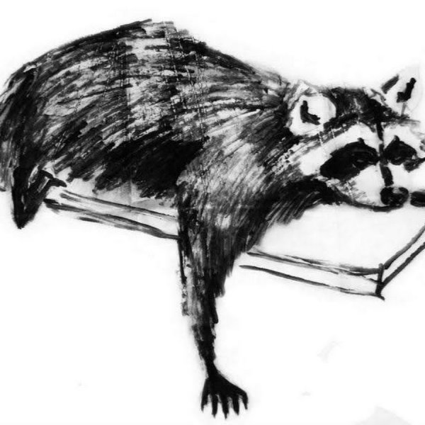 Енот карандашом