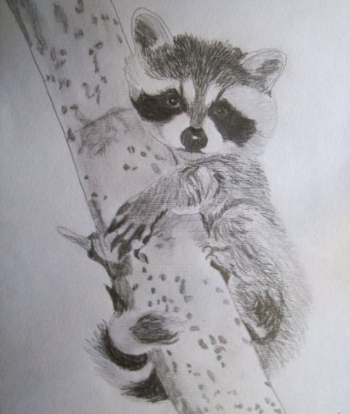 Енотик рисунок карандашом