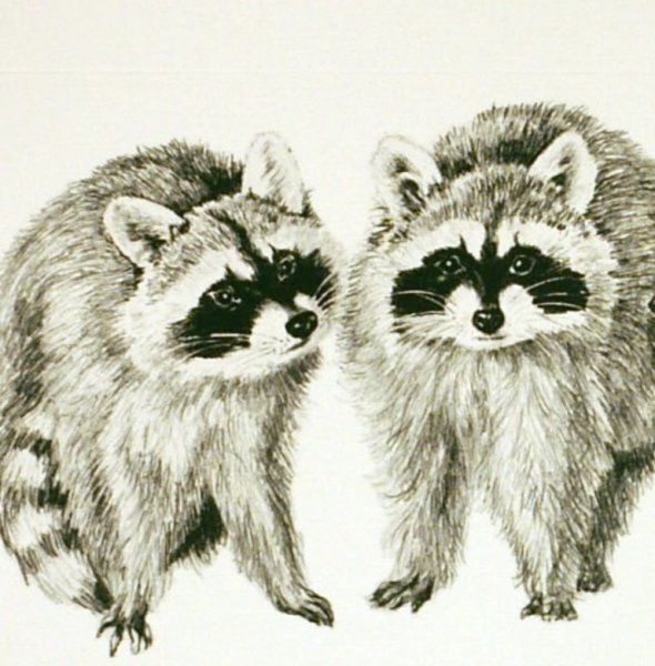 Животные для срисовки карандашом