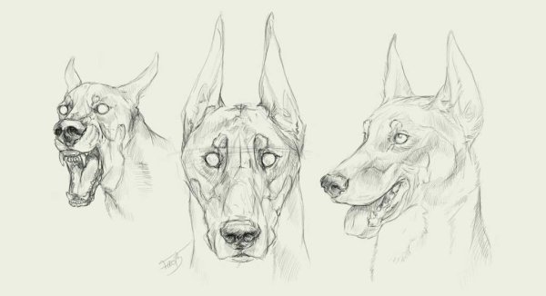 Доберман референс анатомия