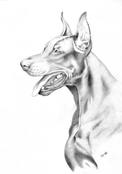 Доберман рисунок карандашом