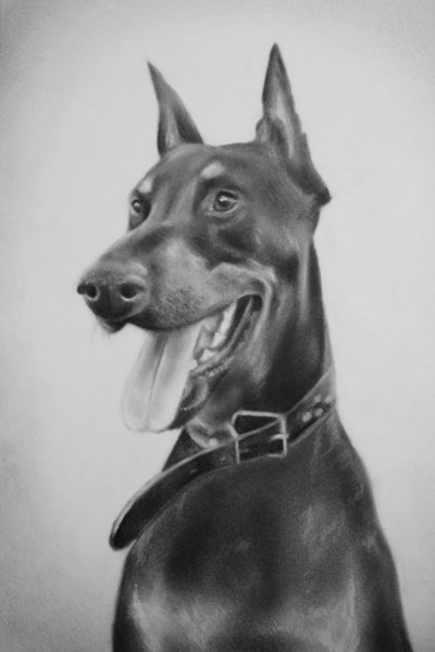 Доберман реализм