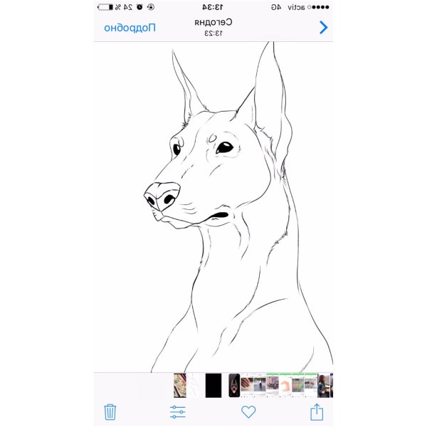 Доберман сбоку и спереди