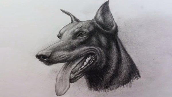 Доберман рисунок карандашом