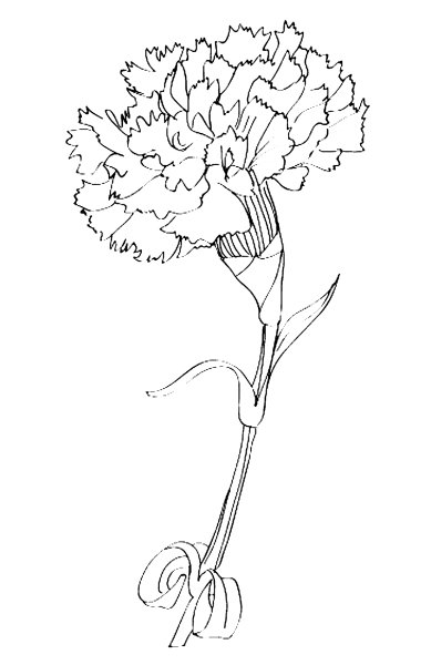 Гвоздики карандашом