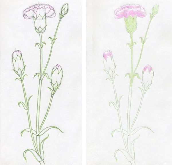 Гвоздики нарисовать карандашом