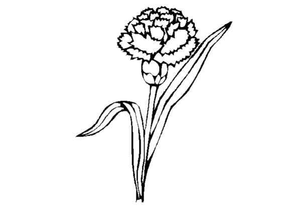 Поэтапное рисование гвоздики