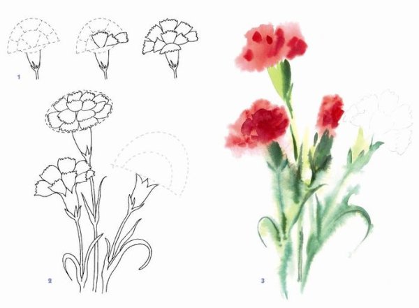 Рисование гвоздики