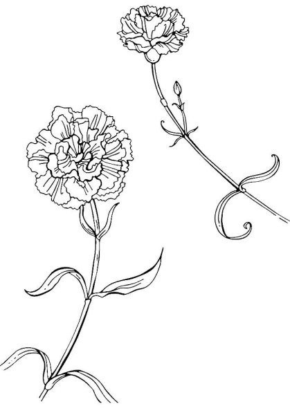 Гвоздики для распечатки