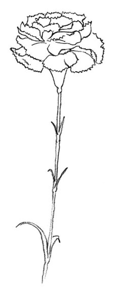 Гвоздика pngи Мак