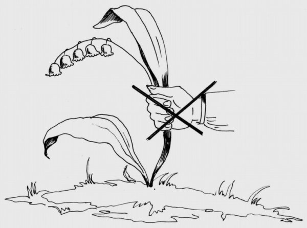 Сохраним лес от пожара рисунки