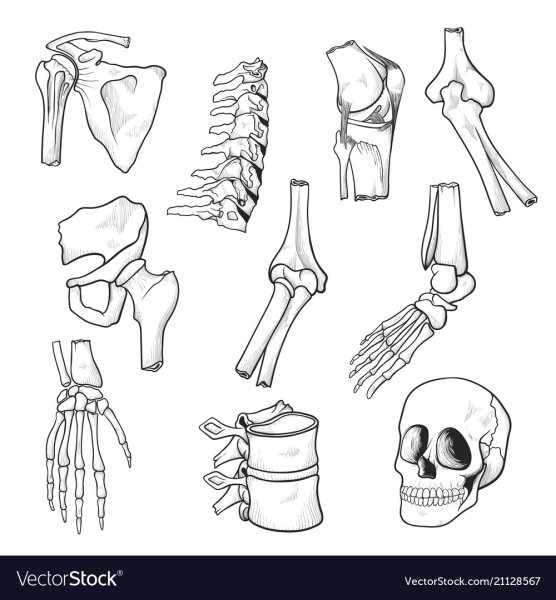 Скелет человека профиль и анфас