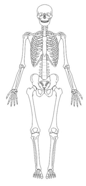 Зарисовки костей
