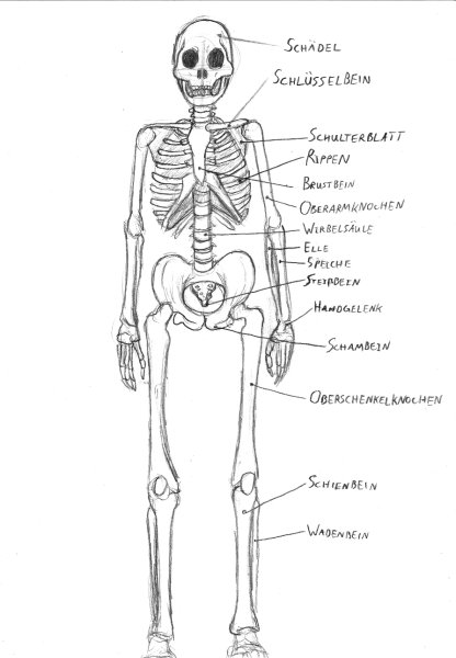Коленный сустав анатомия Баммес
