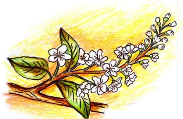 Черемуха рисунок