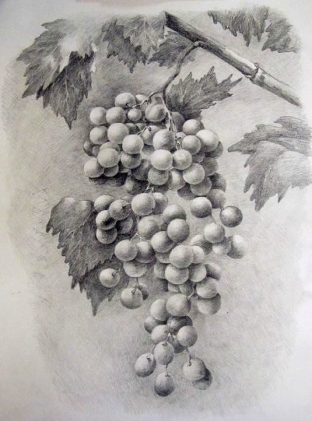 Натюрморт виноград карандашом
