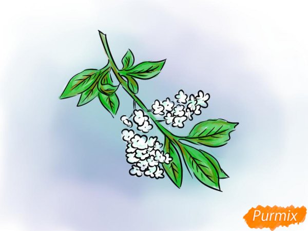 Сирень карандашом