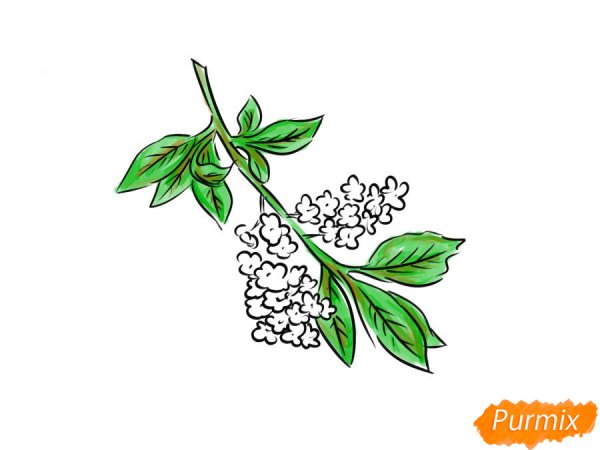 Рисунок к стихотворению черемуха