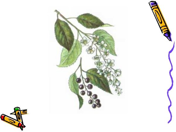 Рябина эскиз