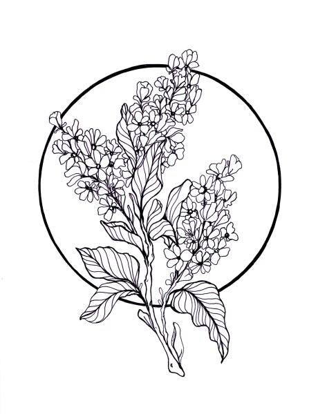 Черёмуха раскраска дерева