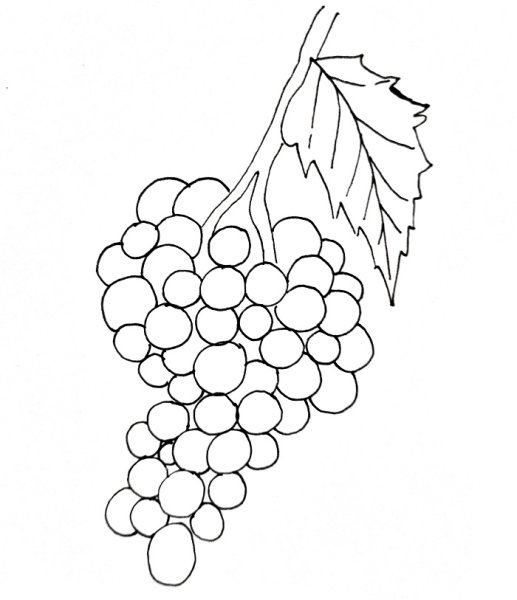 Виноград карандашом