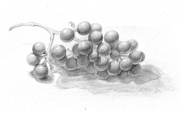 Лоза винограда сбоку