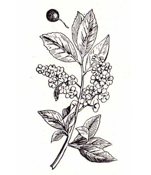 Картинкраскраски куст сирени