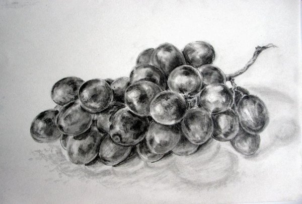 Виноград рисунок