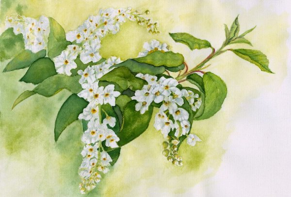 Сирень раскраска для детей