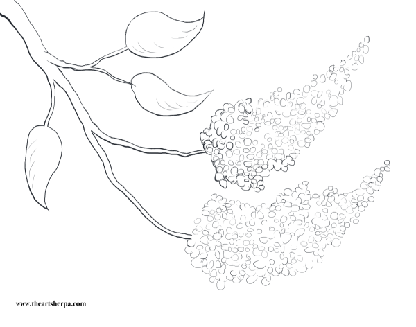 Сирень карандашом