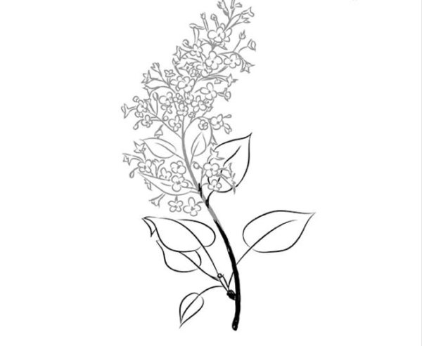 Сирень рисунок карандашом
