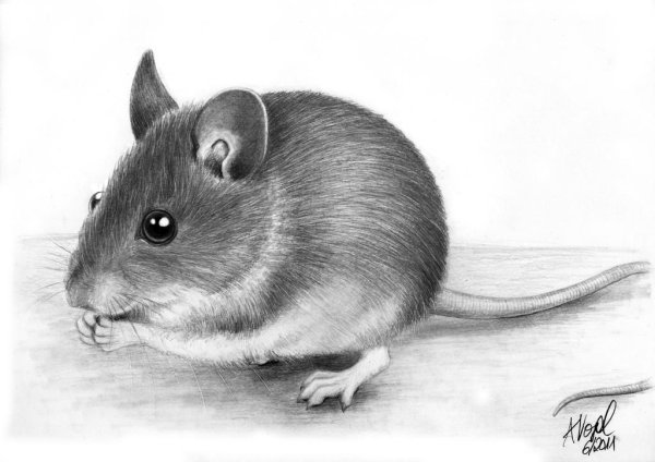 Карандаш мышь эскиз