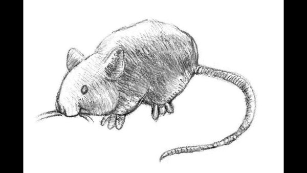 Мышка рисунок легкий