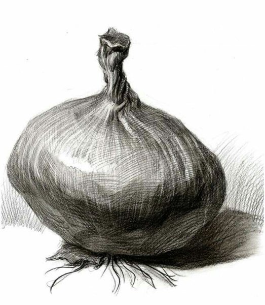 Луковица карандашом