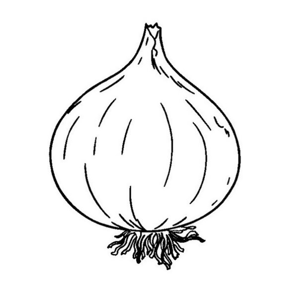 Раскраски лука репчатого для детей