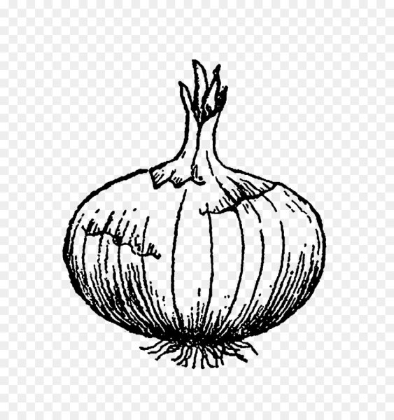 Лук репчатый