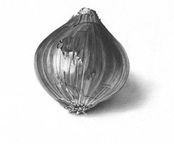 Зарисовка луковицы